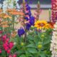 Various flowers in a flowerbed in soft sunlight in summertime.