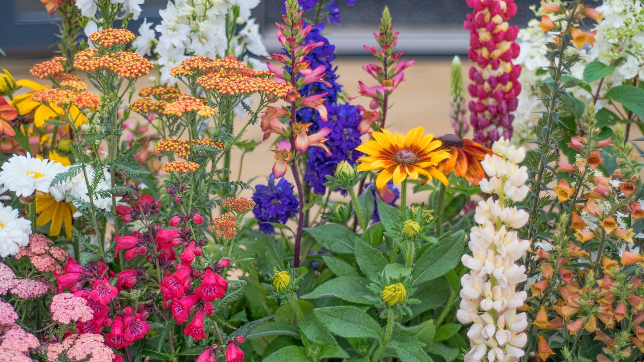 Various flowers in a flowerbed in soft sunlight in summertime.