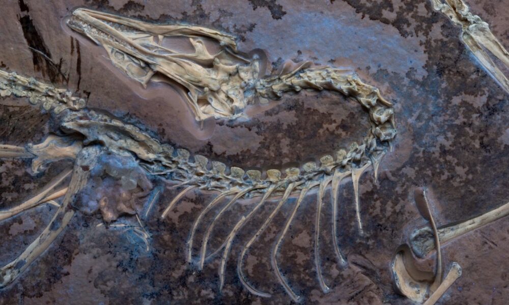 Feathered fossil shows famed dinosaur could fly (like a chicken)