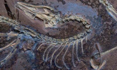 Feathered fossil shows famed dinosaur could fly (like a chicken)