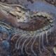 Feathered fossil shows famed dinosaur could fly (like a chicken)