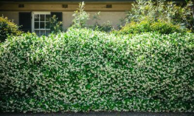 Green hedge in the frontyard