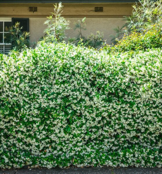 Green hedge in the frontyard