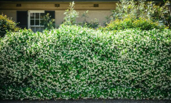 Green hedge in the frontyard