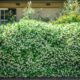 Green hedge in the frontyard