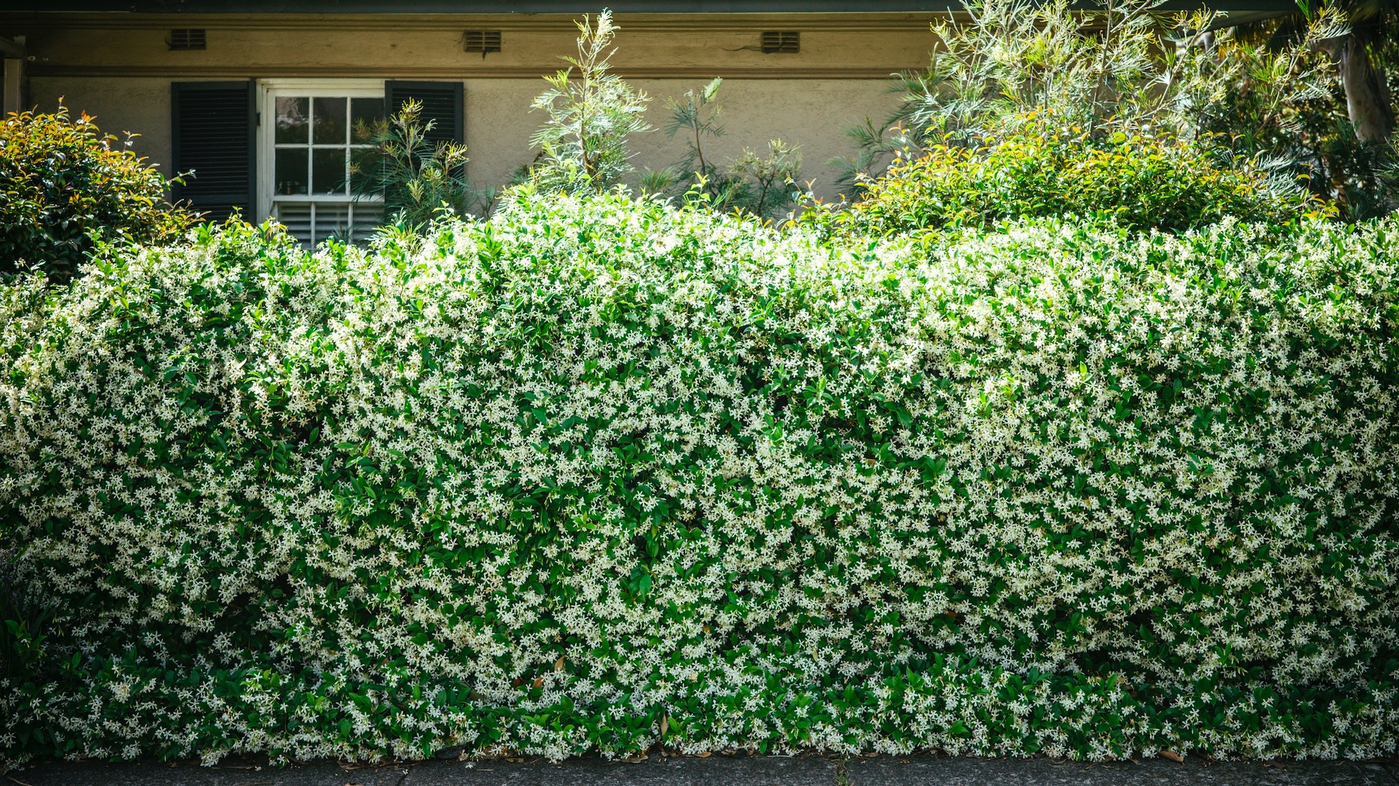 Green hedge in the frontyard