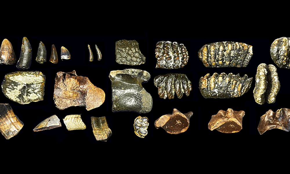 These human ancestors weren't as lonely as experts thought