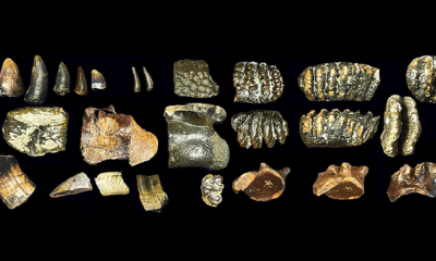 These human ancestors weren't as lonely as experts thought