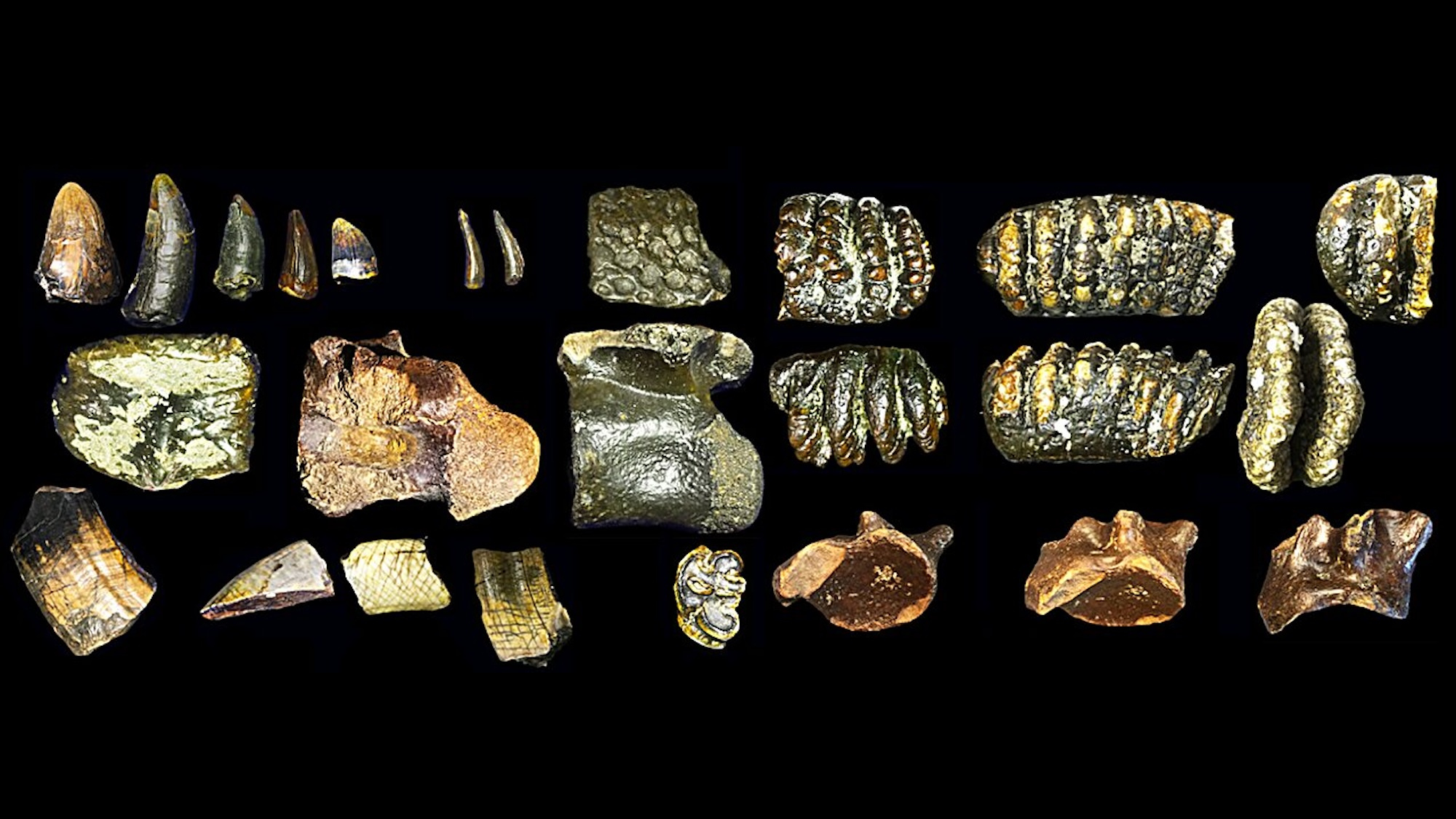 These human ancestors weren't as lonely as experts thought