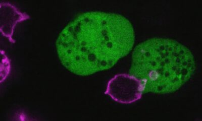 This parasite rips apart human cells and wears them as disguises