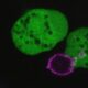 This parasite rips apart human cells and wears them as disguises
